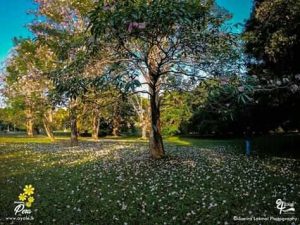 Botanical Garden a perfect place to celebrate Valentine's Day in Kolkata