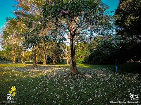 Botanical Garden Kolkata